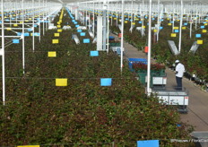 From a room assigned to receiving guests, one has a spectacular view over the crop. Not very easy to see, but look close and far away a window and a red door can be distinguished. That’s the border of the first, seven hectare greenhouse; behind, another seven hectare greenhouse is situated.