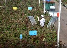 One of the over 300 employees at work. Half of them is employed permanently inside the greenhouse, cutting roses. Together they patrol about 180 kilometres of gutters, cutting about 100.000 stems of roses every day.