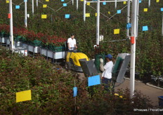 Roses are placed in water filled containers right away and transported to the cooling facilities.