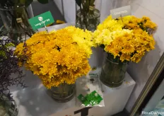 Gadot Agro showing the difference between flowers that use their product and flowers that don't. 