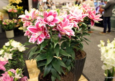 Zabo Plant was presenting their Pot Roselily Kyra 