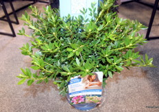 Van Belle Youngplants was presenting their new Bloombux Magenta Flowering Hedge