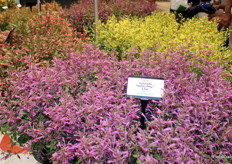 One of DarwinPerennials’ highlights at the show: the new Agastache Summerlong in different colors