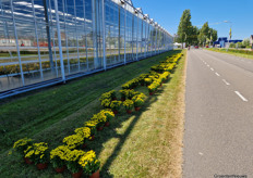 Potted plants along the route.