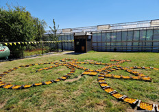 The bicycle made of yellow tomatoes, an initiative by grower Kees Stijger. A total of 120 boxes containing over 5,000 yellow tomatoes were lying in between the greenhouses.