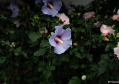 a special blue hibiscus, Joanne's personal favourite