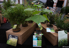 Van Oploo's Co2 tree, a special plant in their range