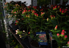 the Hypericum has just started flowering again