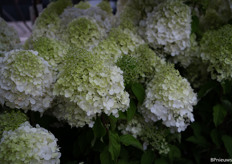 Hydrangea Paniculata Polar Bear