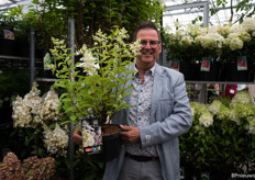 Hydrangea Paniculata Confetti, a cheerful plant