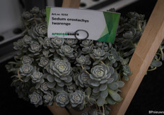 An unusual Sedum orostachys Iwarenge