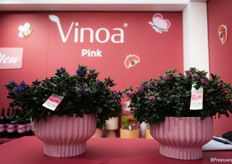 A pink stand with wine to promote Addenda's Vinoa