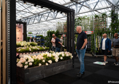 The stand of Groundbreaker, the first groundcover Hydrangea Paniculata