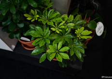 The new schefflera from Kwekerij Mostert.