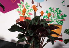 Nursery Tass is the only professional grower worldwide that grows the Calathea Crocata. 