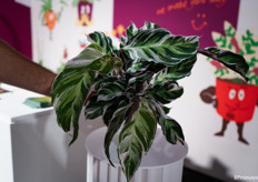 And they are the only European nursery that grows the calathea fusion white.