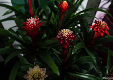 Bromelia Botanica's Guzmania Elena