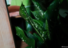 Dieffenbachia Caiman, it got this name because its leaves are reminiscent of a crocodile, or caiman.