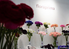 They also have a brand called Floraprima with beautiful flowers