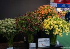 Their ranunculus are very popular in Ecuador