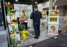 The Bloomaker amaryllis assortment