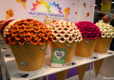 Colourful ice creams from Van der Wit Gerberas