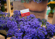 Ageratum is popular in supermarket sales