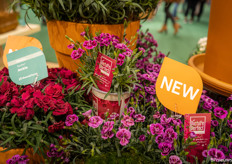 HilverdaFlorist's new Picture Perfect Dianthus in a matching pot