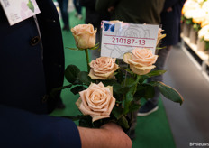 New variety coming next year. "Growers have become more careful, the rose has to be almost perfect," Göran Basjes said.