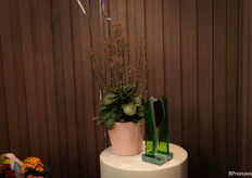 The award in the Houseplants flowering category of the Glass Tulip was for Vilosa