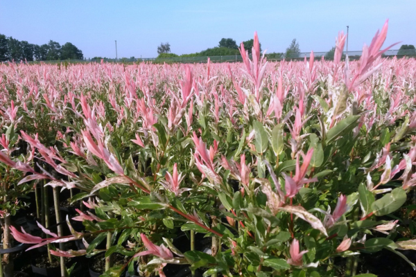 De paradepaardjes van salixkwekerij Bontekoe