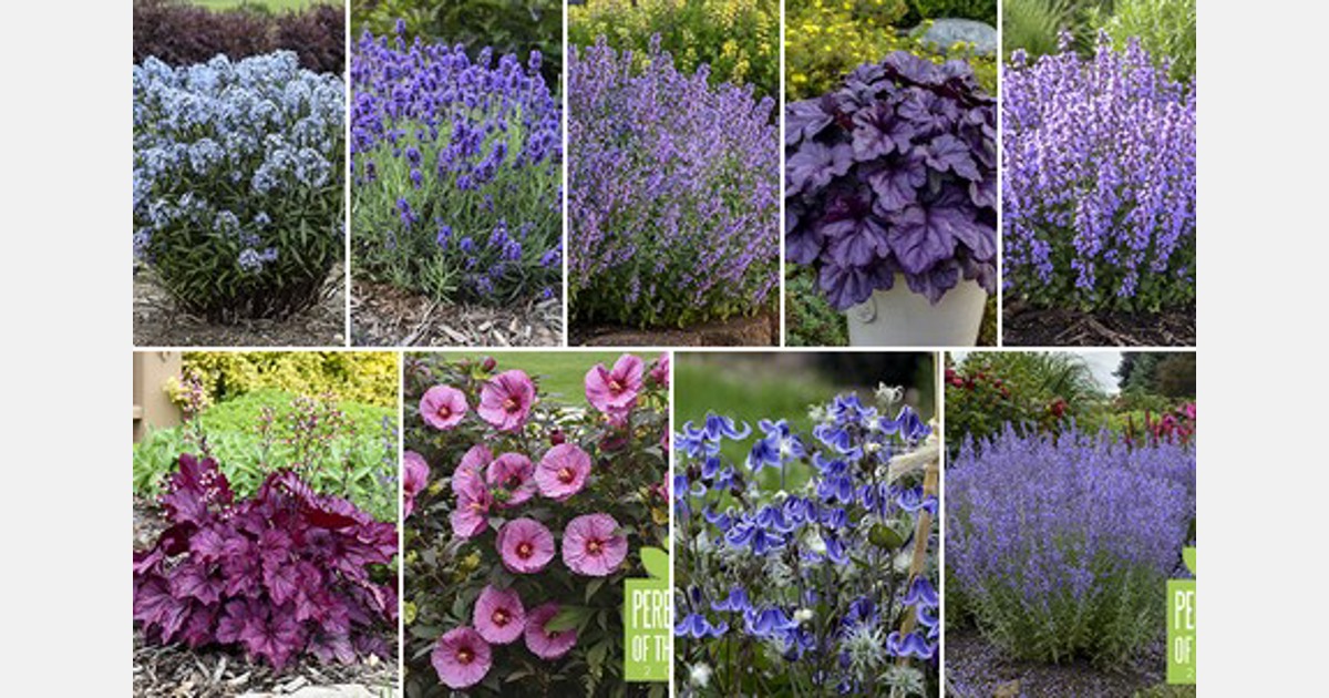 Walters Gardens: 'Cat's Pajamas' Nepeta, the 2021 National Perennial of the  Year® - Garden Center