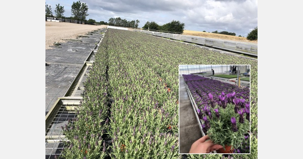 lavender Danish breeder into ventures