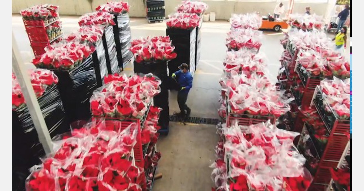 US "Poinsettias are heading out the door by thousands for Black Friday"