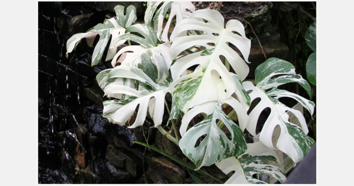 Large Epipremnum Pinnatum “Marble” 5 plants inside the pot. :  r/RareHouseplants