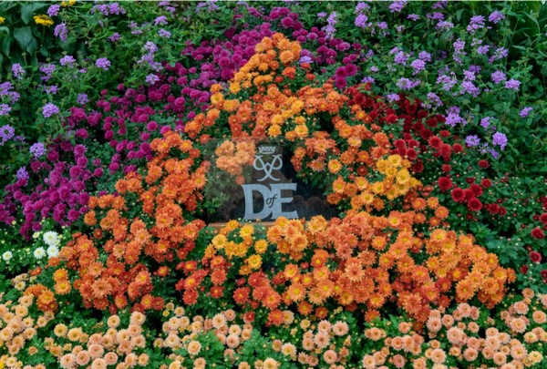 New chrysanthemum series gains royal attention at Chelsea flower show