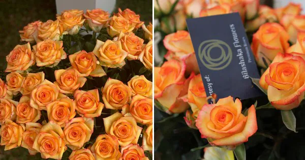 What Makes a Top Red Rose at United Selections? - Article on Thursd