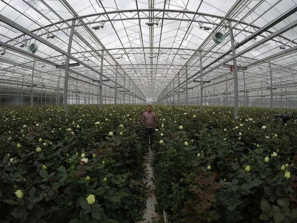 Red top secret Dutch Rose's plants, For cultivation, Packaging