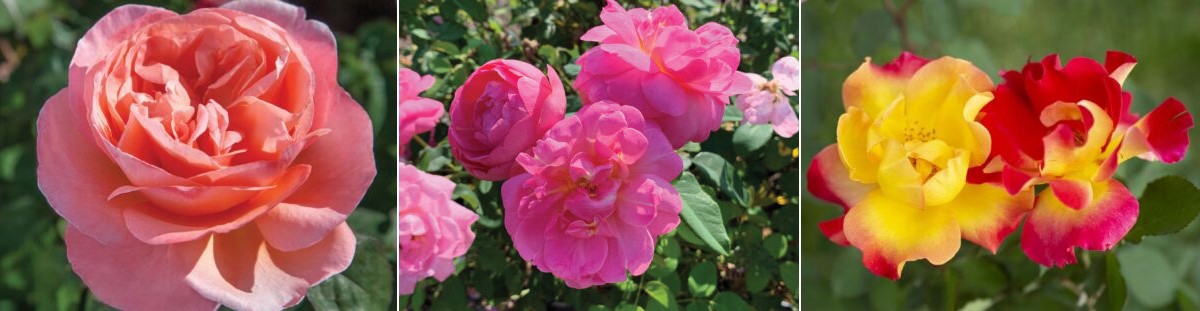 Star Roses And Plants Wins At The 2024 American Garden Rose Selections   Vvsjdvj 