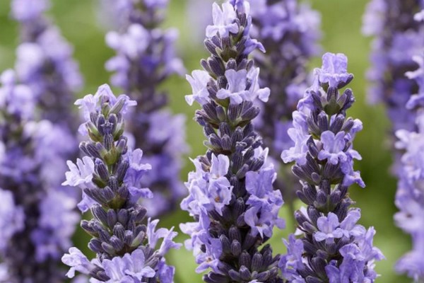 Lavender Sensational! selected as Top Performer in multi-year 