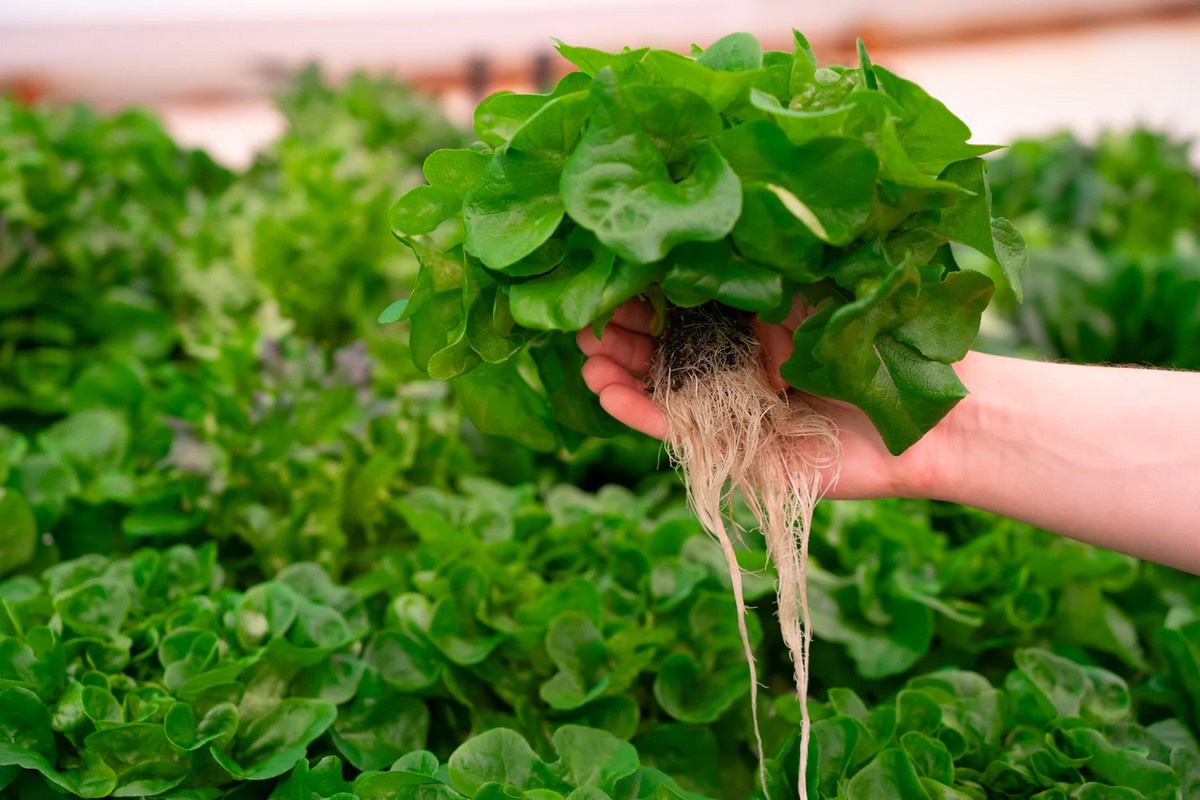 Precision hydroponic susbsrates target crop, climate, and