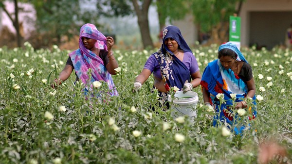 India: Yara Growth Invests $50M In Ag-fintech Company