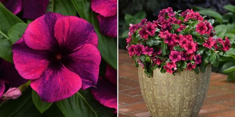 Tattoo Black Cherry Vinca Catharanthus roseus PAS1192838 in Lancaster  York Harrisburg Pennsylvania PA at Stauffers Of Kissel Hill